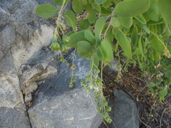 Stegnosperma halimifolium