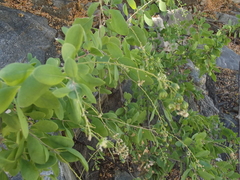 Stegnosperma halimifolium