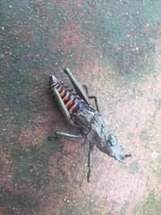 Dictyophorus griseus