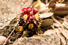 Bdallophytum americanum