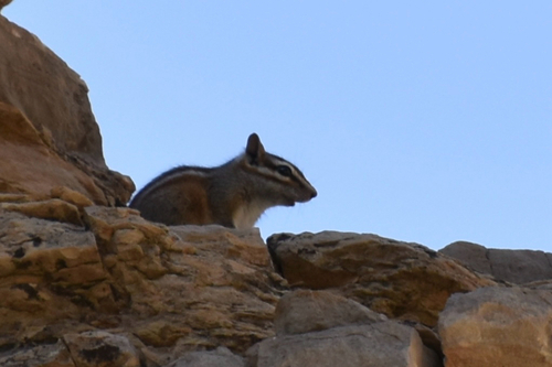Gray-footed Chipmunk observed by marmottled