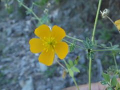 Kallstroemia peninsularis