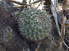 Mammillaria petrophila