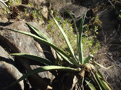 Agave aurea