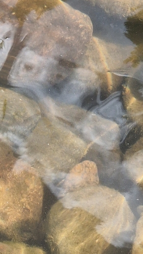 Tachanovsky's Gudgeon