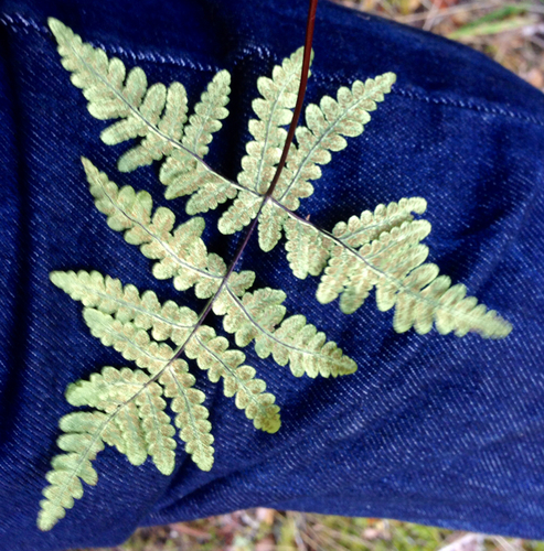 iNaturalist observation photo of goldback fern