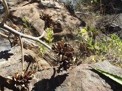 Agave aurea