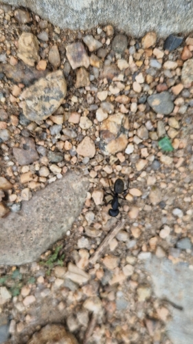 Japanese Carpenter Ant