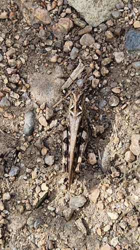 Oedaleus infernalis