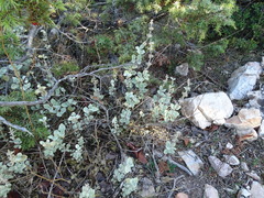 Pseudodictamnus acetabulosus