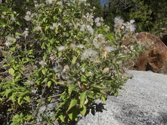 Brickellia peninsularis