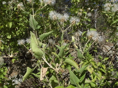 Brickellia peninsularis