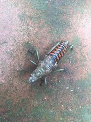 Dictyophorus griseus