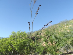 Boerhavia xantii