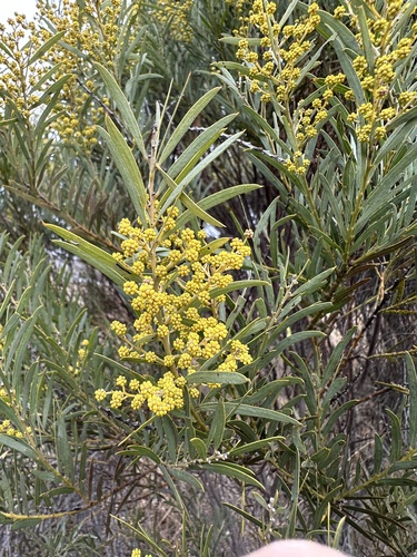 Tableland Wattle (Acacia caesiella)
