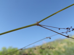 Boerhavia xantii