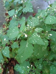 Solanum nigrum