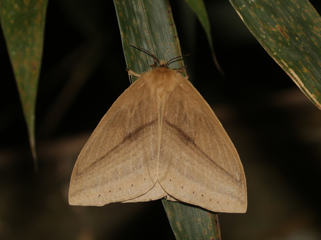 Hampsonjana vitalisi