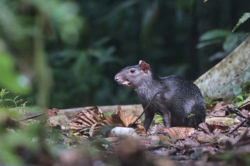 Black Agouti, Maynas Province, Peru, photo 7 of 10