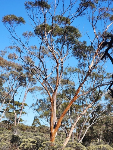 Eucalyptus salubris, photograph 4