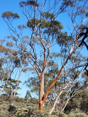 Eucalyptus salubris, photograph (c) Belinda Forbes, some rights reserved (CC BY)