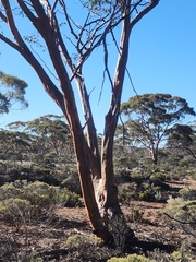 Eucalyptus salubris, photograph (c) Belinda Forbes, some rights reserved (CC BY)