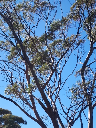 Eucalyptus salubris, photograph 6