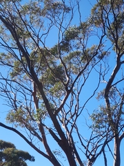 Eucalyptus salubris, photograph (c) Belinda Forbes, some rights reserved (CC BY)