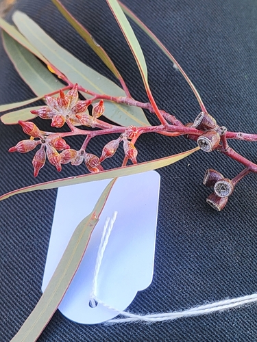 Eucalyptus clelandiorum