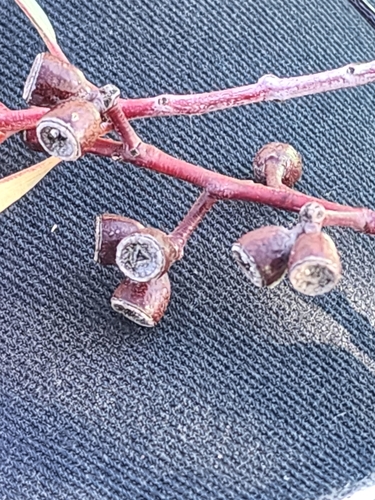 Eucalyptus clelandiorum, photograph 2