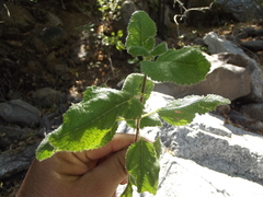 Aloysia barbata
