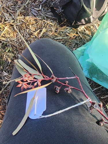 Eucalyptus clelandiorum, photograph 3