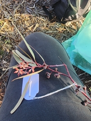 Eucalyptus clelandiorum, photograph (c) Belinda Forbes, some rights reserved (CC BY)