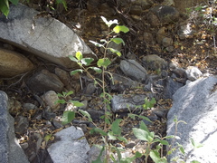 Aloysia barbata