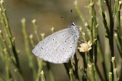 Celastrina echo cinerea