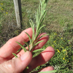 Heterotheca stenophylla