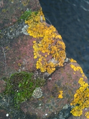 Xanthoria parietina