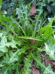 Taraxacum officinale