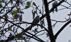 Mecocerculus leucophrys