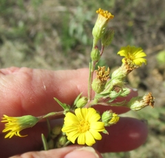 Heterotheca stenophylla