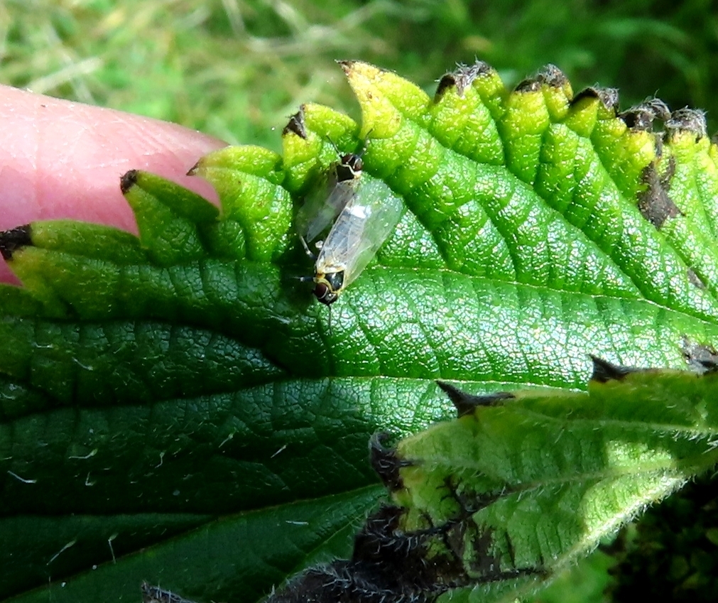 Hyalesthes obsoletus