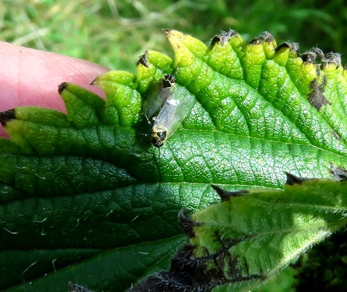 Hyalesthes obsoletus
