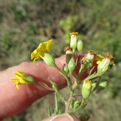 Heterotheca stenophylla