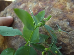Euphorbia lagunensis