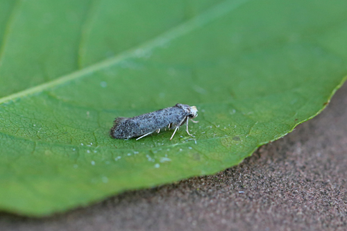 Paraswammerdamia lutarea