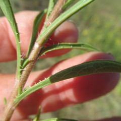 Heterotheca stenophylla