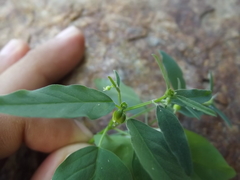 Euphorbia lagunensis