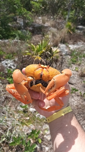 Zombie Crab