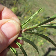Heterotheca stenophylla