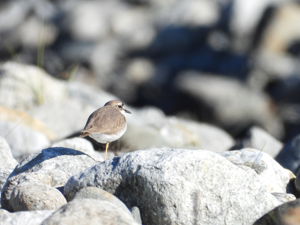 Southern Ringed Plovers and Allies